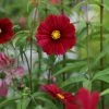 Cosmos Bipinnatus Rubenza | Approx 30 Seeds -Plants outlet store SD30000731 caa6
