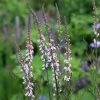 Linaria Purpurea Canon Went | Approx 150 Seeds -Plants outlet store SD30000735 9315