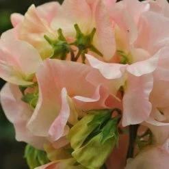 Lathyrus Odoratus Bobby's Girl | Approx 20 Seeds