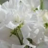 Lathyrus Odoratus White Frills | Approx 20 Seeds -Plants outlet store SD30000745 ba20