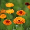 Calendula Officinalis Indian Prince (Prince Series) | Approx 100 Seeds -Plants outlet store SD30000761 fe55
