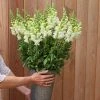 Antirrhinum Majus Admiral White | Approx 50 Seeds -Plants outlet store SD30000765 f36c