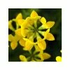 Lotus Corniculatus | Approx 100 Seeds -Plants outlet store SD30000768 e415