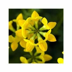 Lotus Corniculatus | Approx 100 Seeds