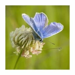 Trifolium Repens | Approx 750 Seeds