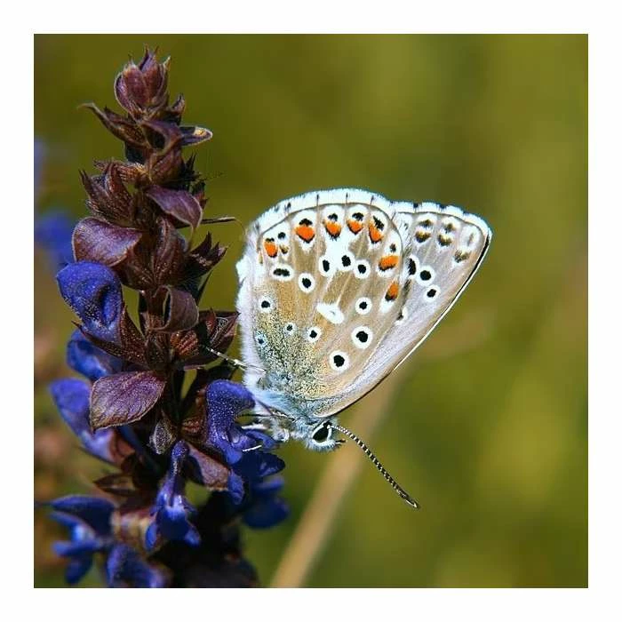 Ajuga Reptans | Approx 50 Seeds 3 Ajuga Reptans | Approx 50 Seeds