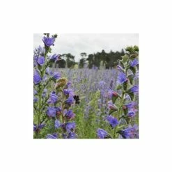 Echium Vulgare | Approx 35 Seeds
