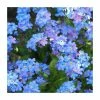 Myosotis Sylvatica | Approx 175 Seeds -Plants outlet store SD30000775 99c4