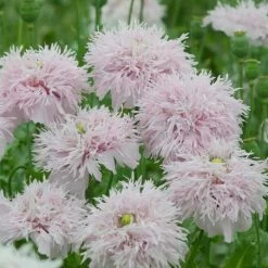 Papaver Somniferum Lilac Pompom | Approx 200 Seeds