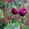 Papaver Somniferum Lauren's Grape | Approx 200 Seeds -Plants outlet store SD30000780 f850