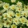 Cosmos Bipinnatus Xanthos | Approx 30 Seeds -Plants outlet store SD30000782 3524