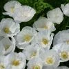 Papaver Rhoeas Bridal Silk | Approx 500 Seeds