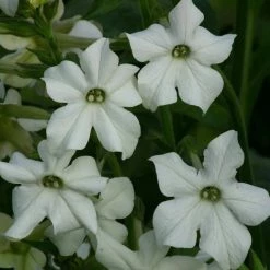 Nicotiana Alata Grandiflora | Approx 700 Seeds