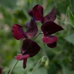 Lathyrus Odoratus Midnight | Approx 20 Seeds