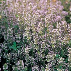 Thymus Vulgaris | Approx 200 Seeds