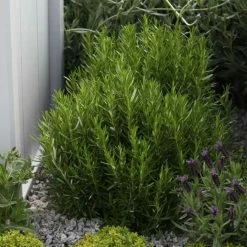 Rosemary | Approx 60 Seeds