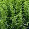 Origanum Vulgare Subsp. Hirtum | Approx 1000 Seeds -Plants outlet store SD30000815 887b