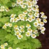 Tanacetum Parthenium | Approx 300 Seeds -Plants outlet store SD30000816 03fa