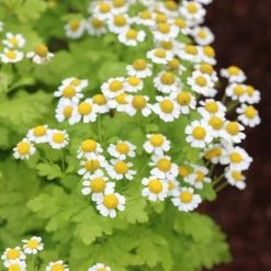 Tanacetum Parthenium | Approx 300 Seeds