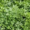 French Parsley | Approx 300 Seeds -Plants outlet store SD30000818 7804
