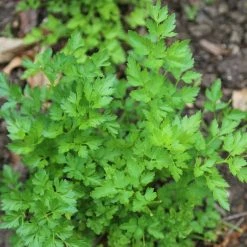 Petroselinum Crispum Var. Neapolitanum | Approx 300 Seeds