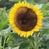Helianthus Tall Single | Approx 50 Seeds -Plants outlet store SD30000825 2ed5