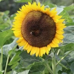 Helianthus Tall Single | Approx 50 Seeds
