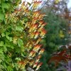 Ipomoea Lobata | Approx 20 Seeds -Plants outlet store SD30000829 34aa