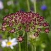 Daucus Carota Dara | Approx 50 Seeds -Plants outlet store SD30000833 91a5