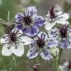 Nigella Papillosa Delft Blue | Approx 500 Seeds