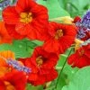 Tropaeolum Majus Empress Of India | Approx 35 Seeds -Plants outlet store SD30000851 73ea