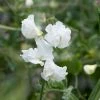 Lathyrus Odoratus Jilly | Approx 20 Seeds