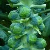 Brussels Sprout Brodie | Approx 50 Seeds -Plants outlet store SD30000974 26a2