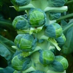 Brussels Sprout Brodie | Approx 50 Seeds