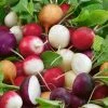 Radish Mixed | Approx 1000 Seeds -Plants outlet store SD30000978 f5d0