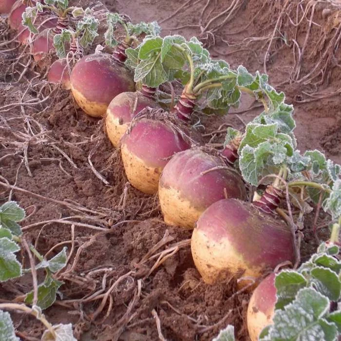 Swede Tweed | Approx 250 Seeds 3 Swede Tweed | Approx 250 Seeds