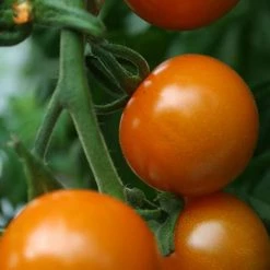 Tomato Sungold | Approx 10 Seeds
