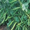 Bean (broad) Super Aquadulce / SuperAquadulce | Approx 40 Seeds 1 Bean (broad) Super Aquadulce / SuperAquadulce | Approx 40 Seeds -Plants outlet store SD30000987 8f37