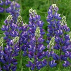 Lupinus Avalune Blue (Avalune Series) | Approx 50 Seeds