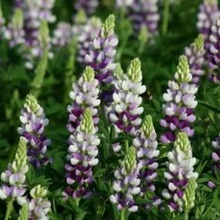 Lupinus Avalune Lilac-White (Avalune Series) | Approx 50 Seeds