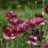 Papaver Rhoeas Pandora | Approx 500 Seeds