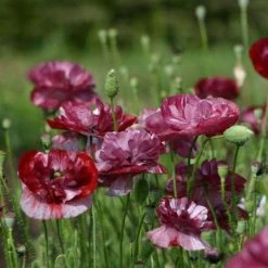 Papaver Rhoeas Pandora | Approx 500 Seeds