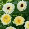 Calendula Officinalis Snow Princess | Approx 100 Seeds -Plants outlet store SD30001026 3b75
