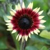 Helianthus Annuus Ms Mars | Approx 20 Seeds 2 Helianthus Annuus Ms Mars | Approx 20 Seeds -Plants outlet store SD30001028 8d0b