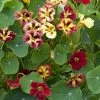 Tropaeolum Majus Bloody Mary | Approx 30 Seeds 2 Tropaeolum Majus Bloody Mary | Approx 30 Seeds -Plants outlet store SD30001029 8a82