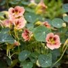Tropaeolum Majus Ladybird Rose | Approx 30 Seeds -Plants outlet store SD30001030 5322