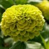 Zinnia Elegans Envy | Approx 100 Seeds -Plants outlet store SD30001032 fc2f