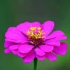 Zinnia Elegans Purple Prince | Approx 100 Seeds -Plants outlet store SD30001033 2490