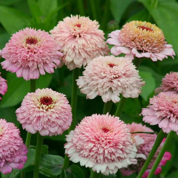Zinnia Elegans Zinderella Lilac | Approx 20 Seeds 3 Zinnia Elegans Zinderella Lilac | Approx 20 Seeds