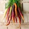 Carrot Mixed | Approx 500 Seeds -Plants outlet store SD30001038 05a5